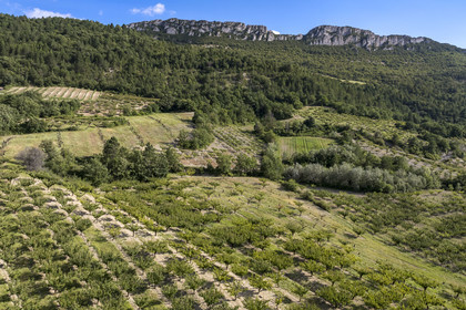 France, Drôme (26), parc naturel régional des Baronnies provençales, Bésignan, vallée de l’Ennuye, culture de l'abricot (vue aérienne)