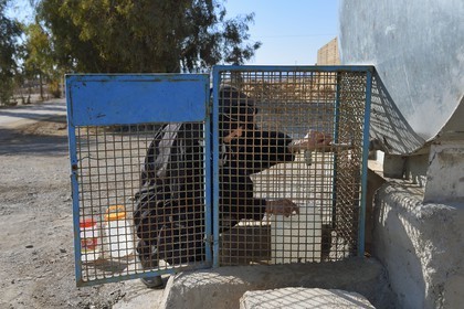 Iran, Province d'Ispahan, désert du Dasht-e Kavir, région de Khur et Biabanak, Bayazeh