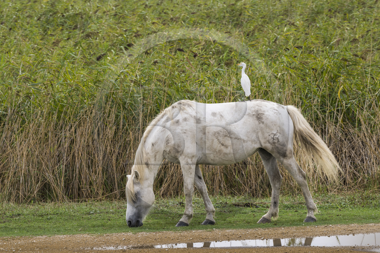 France, Gard (30), Vauvert, la Petite Camargue, canal du Rhône à Sète, héron garde boeuf (Bubulcus ibis) sur le dos d'un cheval camarguais