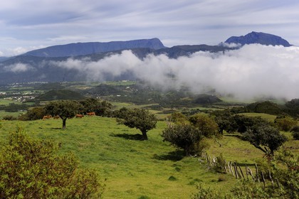 France, Reunion island (French overseas department), herd of cows on the foot of the slopes of the volcano Piton de la Fournaise, the Plaine des Cafres and former Piton des Neiges volcano in the background