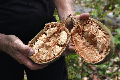 France, Mayotte island (French overseas department), Grande-Terre, M'Tsamoudou, Saziley headland, baobab fruit