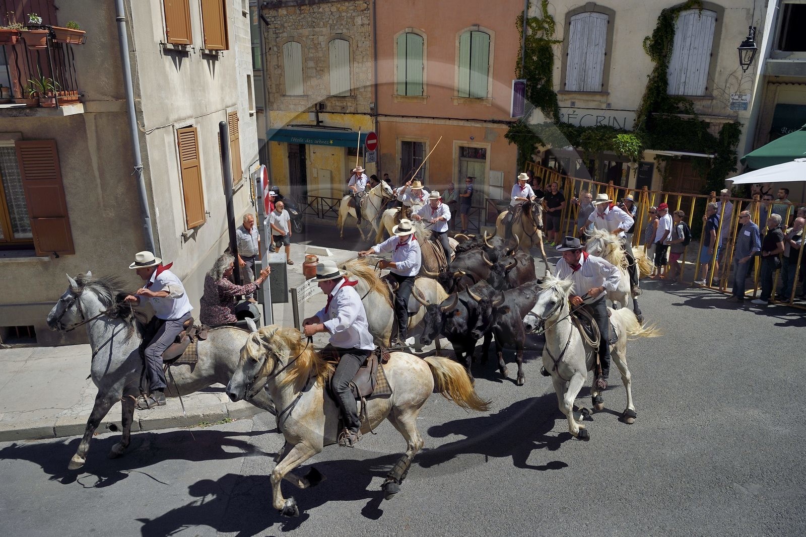 France, Bouches-du-Rhône (13), Arles, la Cocarde d'Or, arrivée dans les arènes des taureaux en provenance des prés accompagnés à cheval par les gardians de la manade Jacques Mailhan, l'abrivado précède la course camarguaise