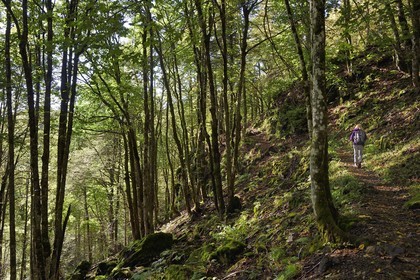 France, Haut-Rhin (68), Parc naturel régional des ballons des Vosges, Rimbach-près-Masevaux, randonneur marchant sur le GR5 au dessus du Lac des Perches