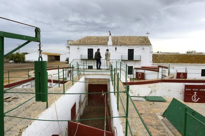 Espagne, Andalousie, province de Séville, Utrera, domaine El Toruno, élevage de taureaux de combat, une des arenes d'entrainements