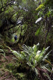 France, Ile de la Reunion, Parc National de la Réunion classé Patrimoine Mondial de l'UNESCO, La Plaine des Palmistes, forêt de Bébour, sentier de randonnée de Piton Bébour