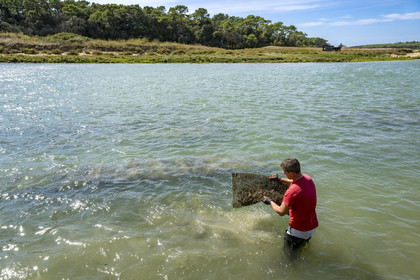 France, Vendée (85), Talmont-Saint-Hilaire, la Pointe du Payré, recupération d'une poche d'huitres dans l'embouchure du Payré à marée haute