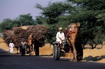 Inde, état du Rajasthan, région de Bikaner, Charrette de bois et dromadaire