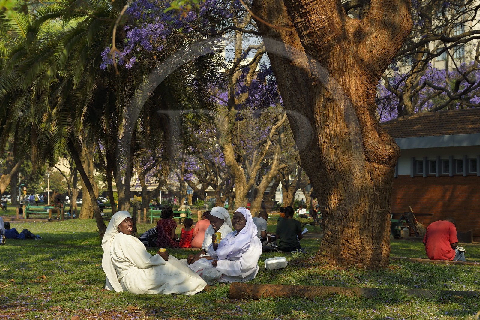 Zimbabwe, Harare, African Unity Square (anciennement Cecil Square), religieuses se reposant sous un jacaranda
