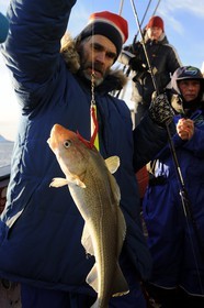 Norway, Nordland County, Vesteralen Islands, Myre area, fishing a skrei cod-fish