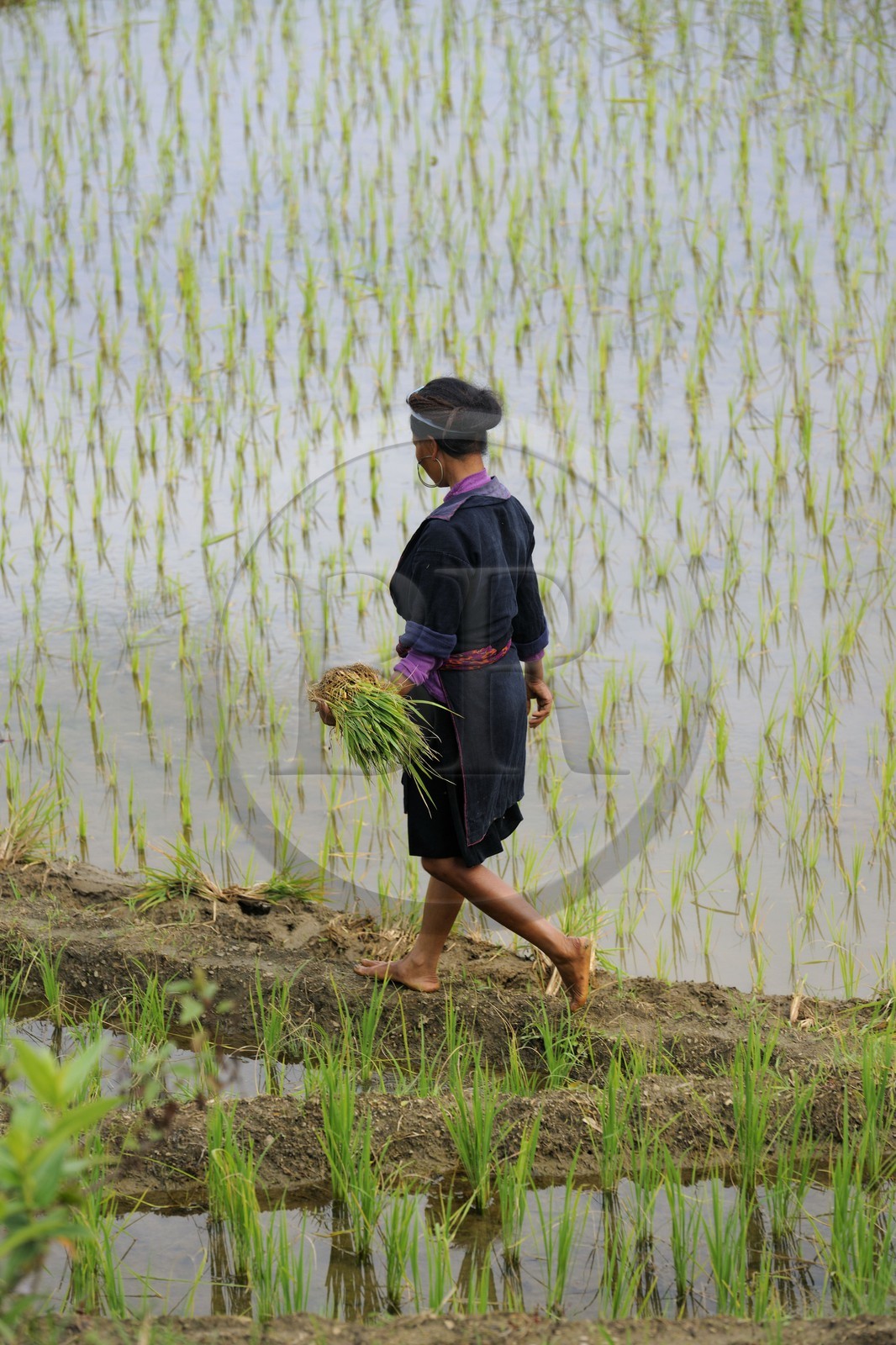 Vietnam, province de Lao Cai, région de Nord-Ouest de Sapa, la minorité Hmong Bleu