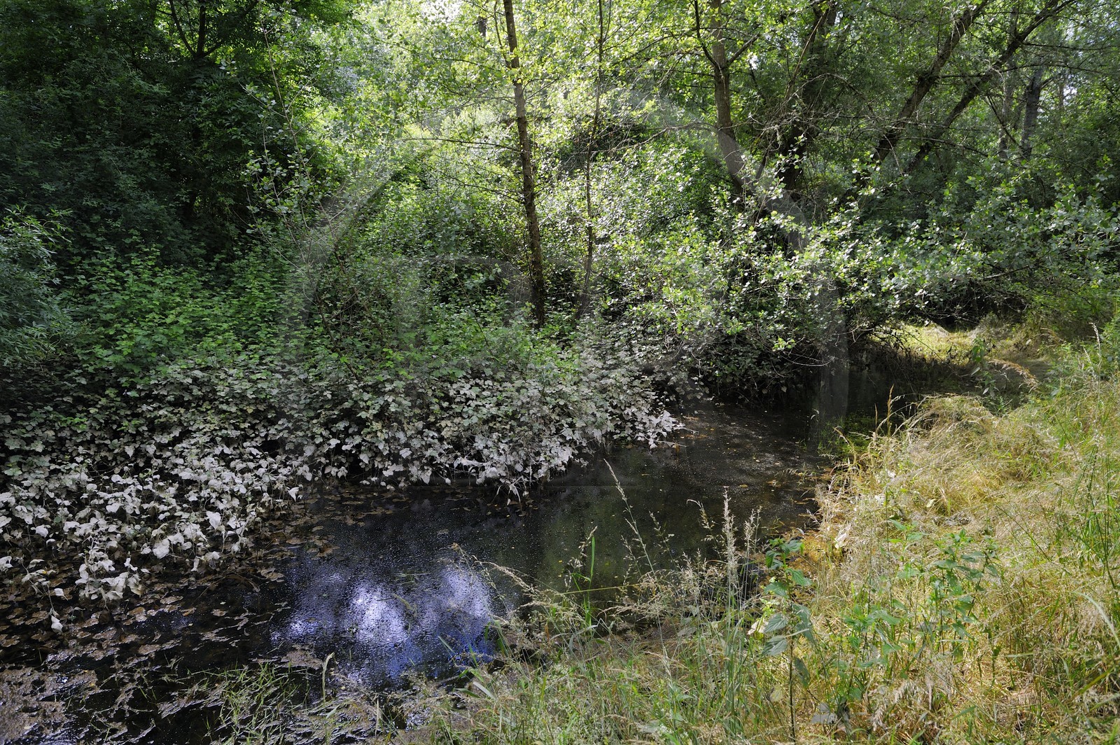France, Nièvre (58), La Charité-sur-Loire, les bords de Loire le long du sentier du castor