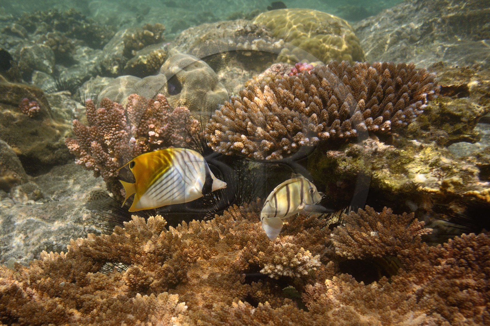 France, Ile de la Reunion, Côte Ouest, Saint-Gilles-Les-Bains (commune de Saint-Paul), le récif corallien du lagon de l'Ermitage, poisson Papillon jaune ou Papillon cocher (Chaetodon auriga) et oursins (vue sous-marine)
