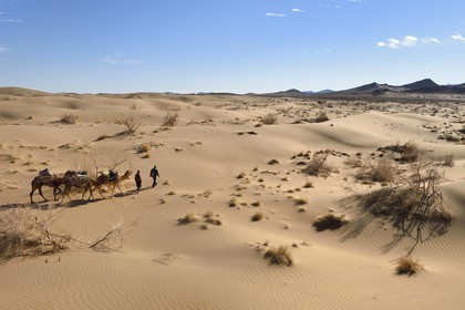 Iran, Isfahan province, Dasht-e Kavir desert, Mesr in Khur and Biabanak County, camel train in the dunes in a camel trek