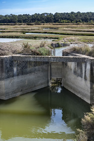 France, Vendée (85), Talmont-Saint-Hilaire, marais de la Guittière dans l'arrière pays de la Pointe du Payré, borgnon qui n'autorise le passage des poissons vers le marais que dans un sens
