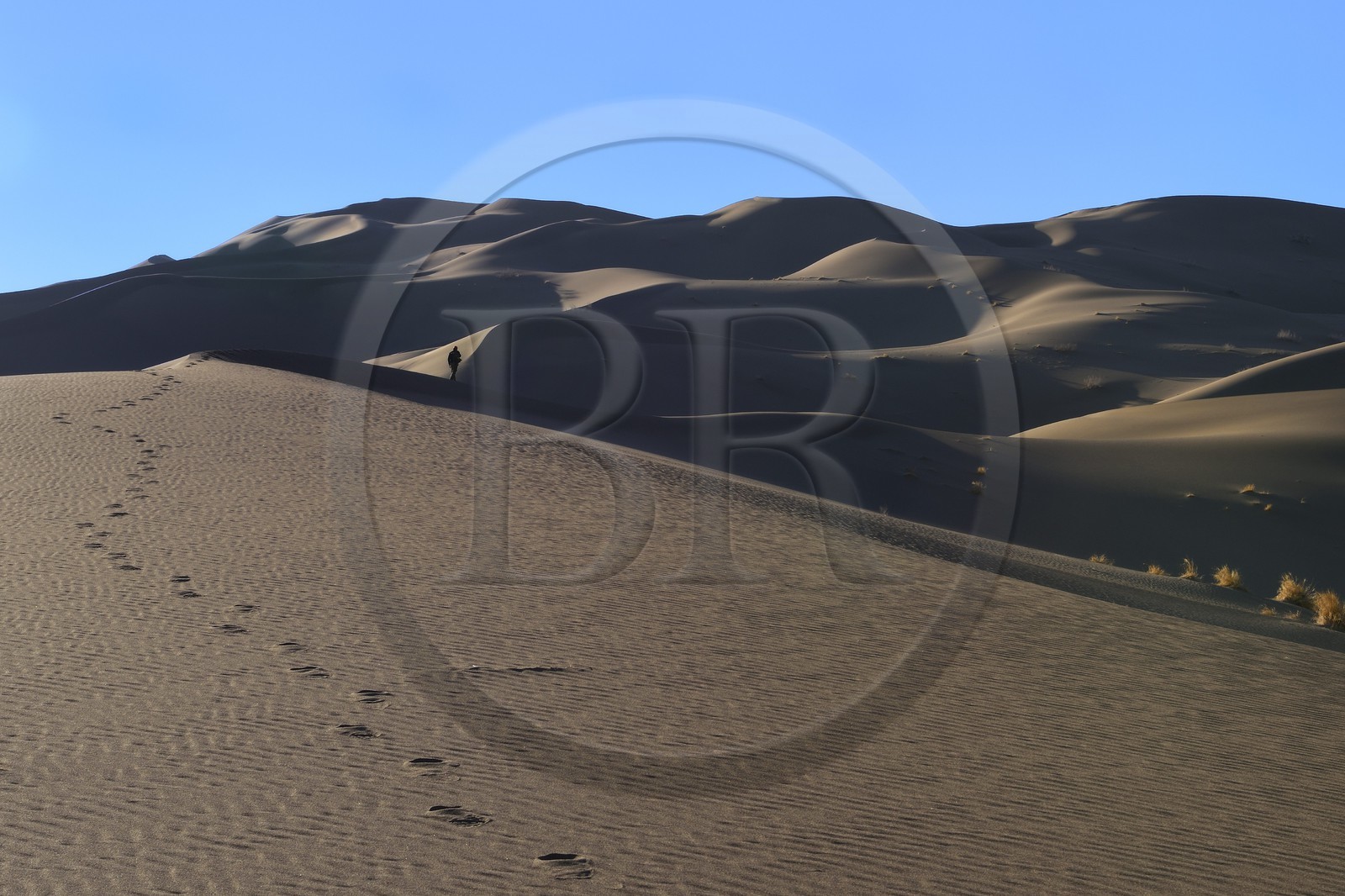 Iran, Province de Yazd, désert du Dasht-e Kavir, Moghestan, randonnée dans le massif dunaire dont la plus haute dune atteint les 200 mètres Iran, Province de Yazd, désert du Dasht-e Kavir, Moghestan, randonnée dans le massif dunaire dont la plus haute dune atteint les 200 mètres