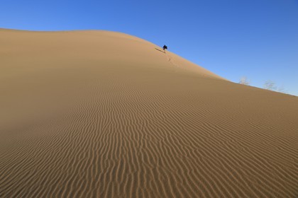 Iran, Province de Yazd, désert du Dasht-e Kavir, Moghestan, randonnée dans le massif dunaire dont la plus haute dune atteint les 200 mètres