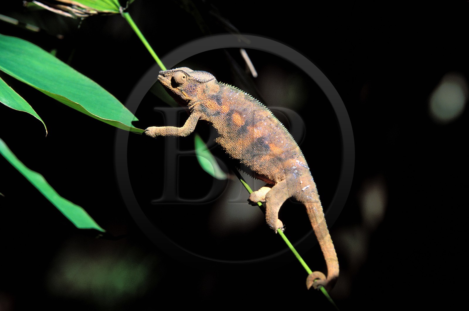 France, île de la Réunion, un caméléon femelle