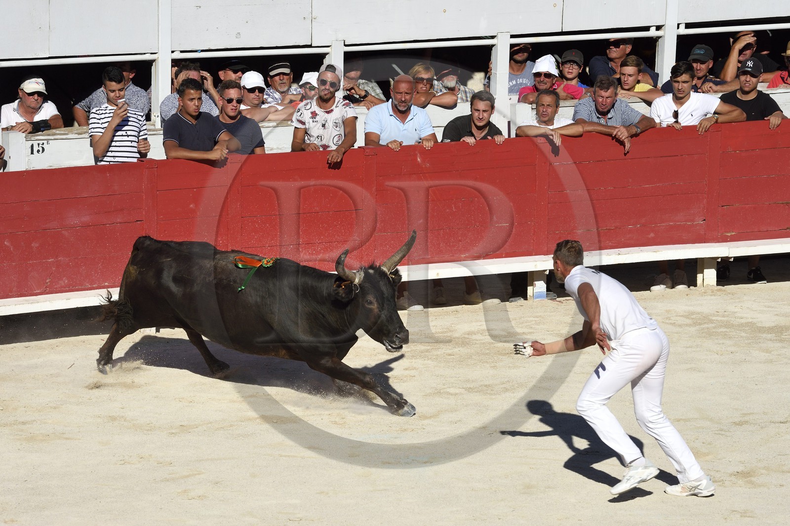 France, Bouches-du-Rhône (13), Arles, la course camarguaise  de la Cocarde d'Or aux Arènes, raseteur tentant d'attraper les attributs primés sur les cornes du taureau France, Bouches-du-Rhône (13), Arles, la course camarguaise  de la Cocarde d'Or aux Arènes, raseteur tentant d'attraper les attributs primés sur les cornes du taureau