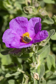 France, Vaucluse (84), Dentelles de Montmirail, Crestet, Cétoine hérissée (tropinota hirta) recouvert du pollen d'un ciste cotonneux aux fleurs de chiffon rose