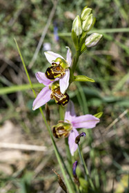 France, Vaucluse (84), Dentelles de Montmirail, orchidée Ophrys abeille (Ophrys apifera)