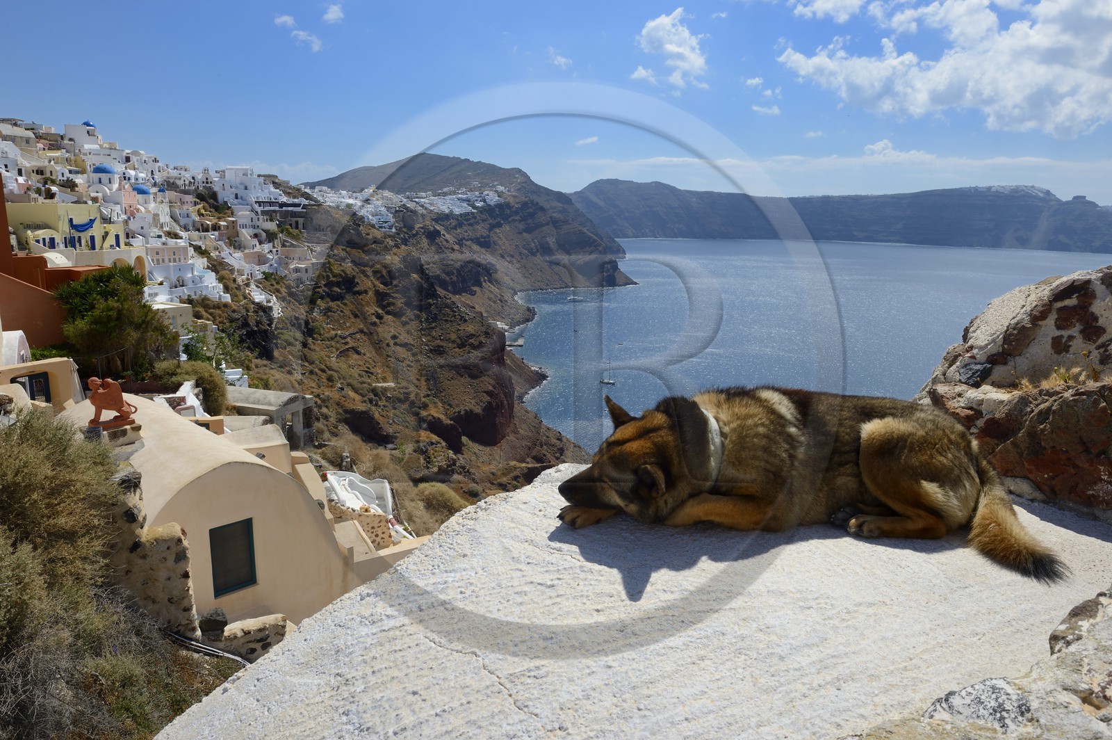 Greece, Cyclades, Aegean Sea, Santorini (Thira or Thera), the village of Oia overlooking the Caldera, dog in the sun