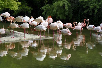 France, Rhône (69), Lyon,  le parc de la Tête d' Or, le zoo, les flamands roses