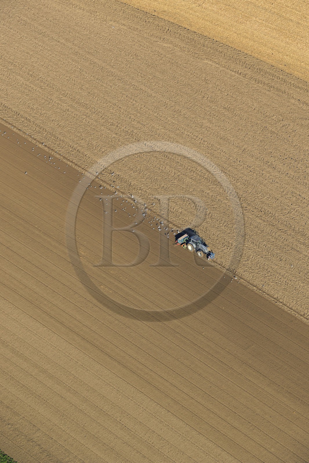 France, Seine-Maritime, farming, seagulls behind a tractor (aerial view)