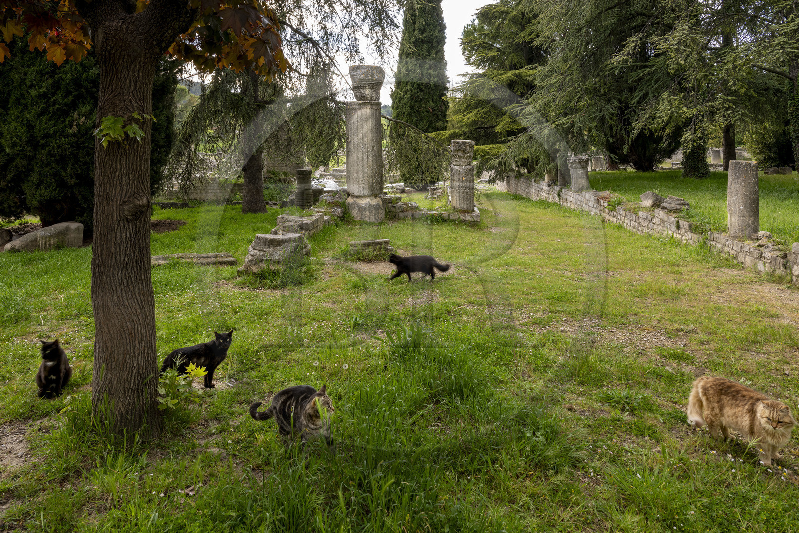 France, Vaucluse (84), Dentelles de Montmirail, Vaison-la-Romaine, site archéologique de la Villasse, chats errants