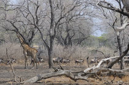 Tanzanie, Reserve de gibier de Selous une des plus grandes zones protégées au monde et inscrite sur la liste du patrimoine mondial de l’Unesco depuis 1982, girafe (Giraffa camelopardalis) et troupeau de gnous