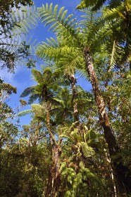 France, Ile de la Reunion, Saint Benoit, Parc national de La Reunion, classé Patrimoine Mondial de l'UNESCO, foret de Bébour, fougères arborescentes sur le sentier du Piton Bébour