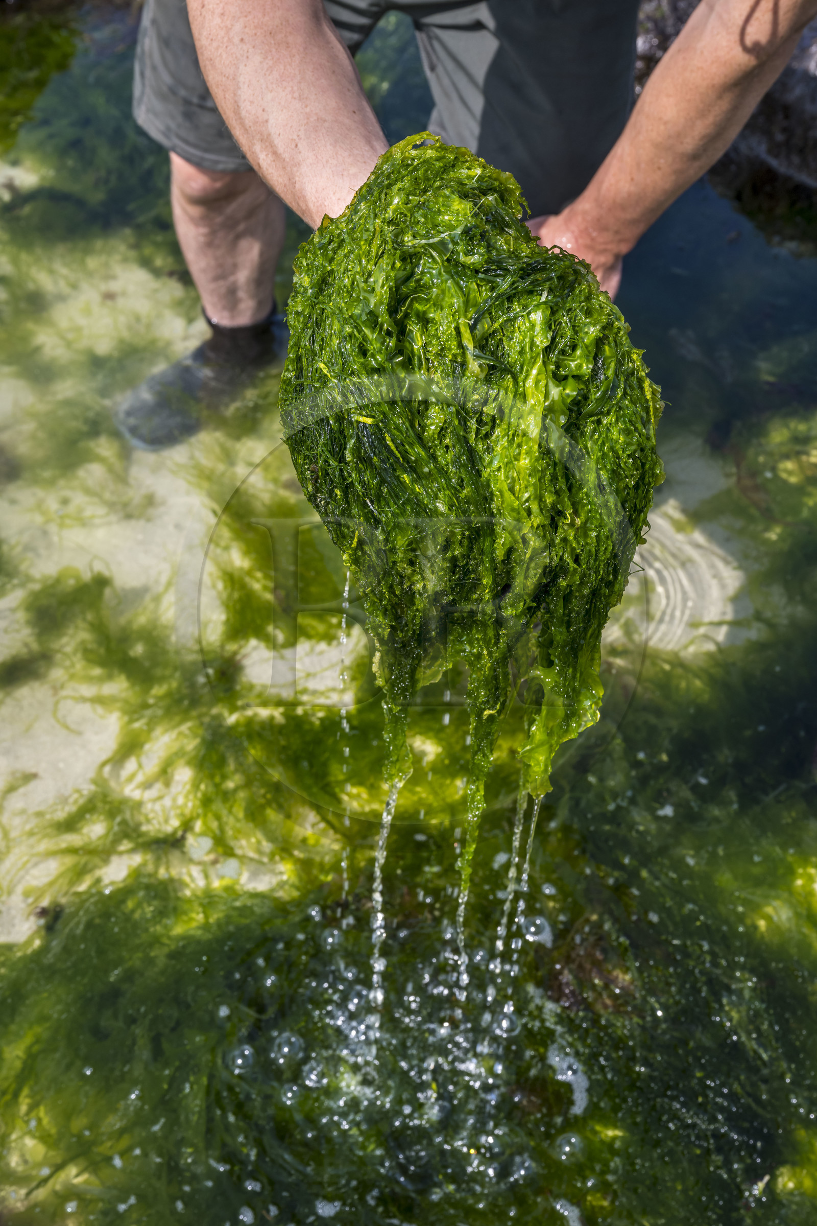 France, Finistère (29), Pays Bigouden, Baie d'Audierne, Plozévet, Lenny Gouedic co créateur de Begood Alg, récolte à pied d'algues sauvages alimentaires (Ao Nori) sur la plage à marée basse