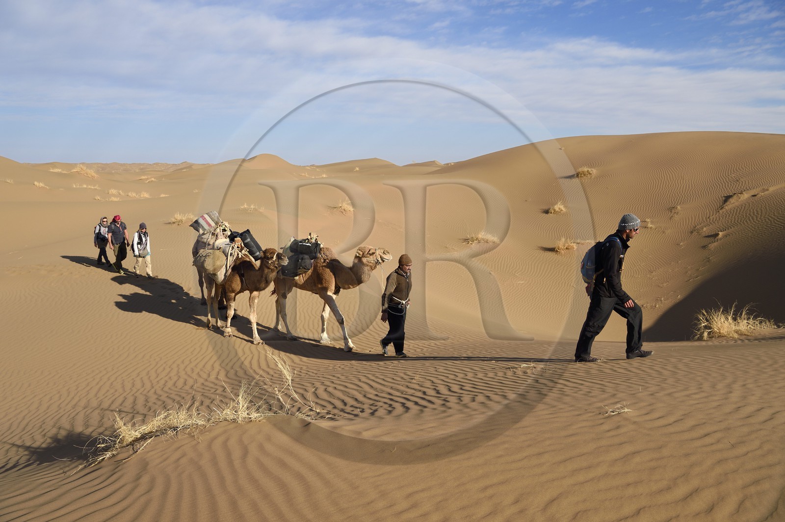Iran, Province d'Ispahan, désert du Dasht-e Kavir, Mesr dans la région de Khur et Biabanak, caravane de dromadaires dans les dunes du lieu dit de Kuh e-Sefid lors d'une randonnée chamelière Iran, Province d'Ispahan, désert du Dasht-e Kavir, Mesr dans la région de Khur et Biabanak, caravane de dromadaires dans les dunes du lieu dit de Kuh e-Sefid lors d'une randonnée chamelière