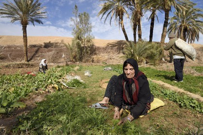 Iran, Isfahan province, Dasht-e Kavir desert, the oasis of Arousan in Khur and Biabanak County, women harvesting the fields