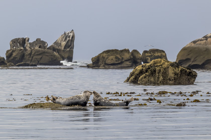 France, Finistère, Penmarch, Étocs archipelago, gray seal (halichoerus grypus)