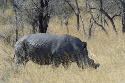 Zimbabwe, Matabeleland South Province, Matobo or Matopos Hills National Park, listed as World Heritage by UNESCO, White Rhinoceros (Ceratotherium simum), adult male of about 15 years