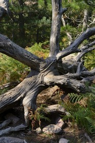 France, Corse-du-Sud (2A), Alta Rocca, Bavella, souche d'arbre dans la forêt de pins laricio (Pinus laricio)