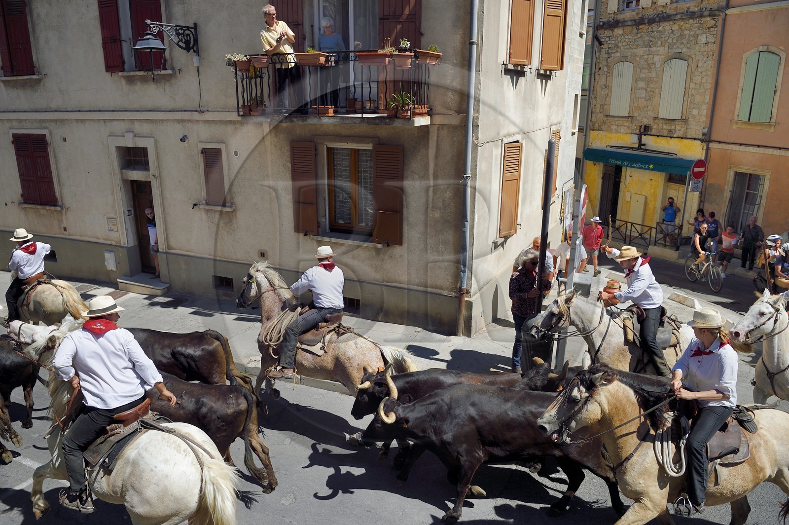 France, Bouches-du-Rhône (13), Arles, la Cocarde d'Or, arrivée dans les arènes des taureaux en provenance des prés accompagnés à cheval par les gardians de la manade Jacques Mailhan, l'abrivado précède la course camarguaise France, Bouches-du-Rhône (13), Arles, la Cocarde d'Or, arrivée dans les arènes des taureaux en provenance des prés accompagnés à cheval par les gardians de la manade Jacques Mailhan, l'abrivado précède la course camarguaise
