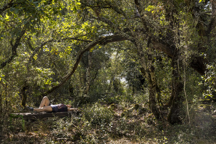 France, Var (83), Provence Verte, Bras, Académie du Bain de Forêt Provençale, forêt du domaine Le Peyrourier - une campagne en Provence