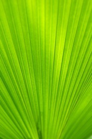 France, Ile de la Reunion, Petite Ile, jardin tropical, palmier Licuala Grandis