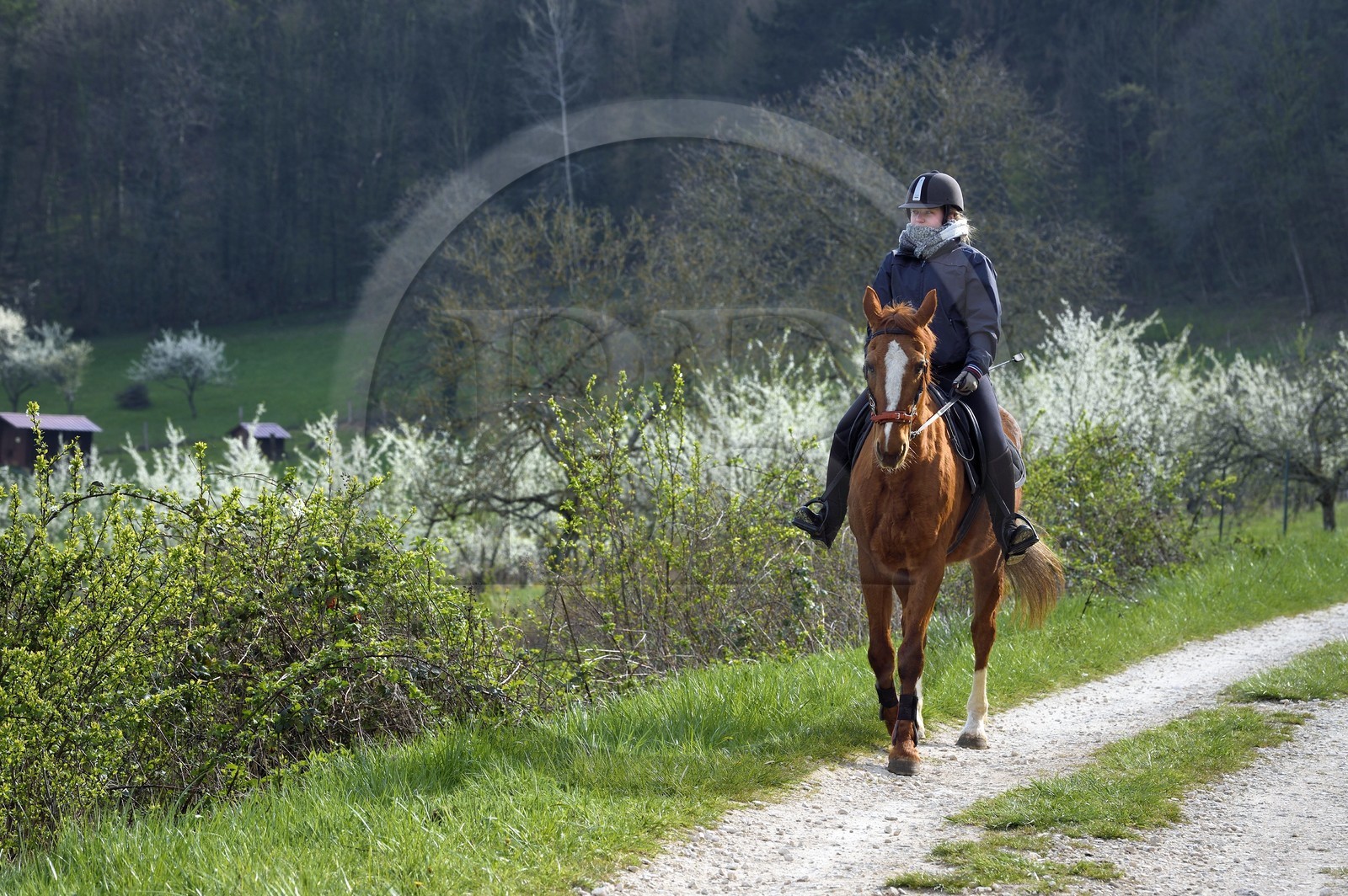 France, Meuse, Lorraine Regional Park, Cotes de Meuse, Saint Maurice sous les Cotes, rider passing in front of  mirabelliers (cherry-plum trees) in bloom