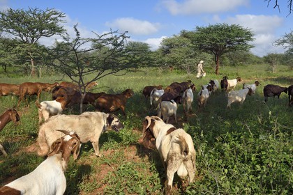 Namibie, Otjiwarongo, Cheetah Conservation Fund, centre de recherche et d'éducation, le Livestock Guarding Dog Program (programme chien de garde du bétail) du CCF a été très efficace pour réduire les taux de prédation et ainsi aussi l'inclinaison des agriculteurs à piéger ou tirer sur des guépards, chien Berger d'Anatolie aussi connu sous le nom de Kangal surveillant un troupeau de chèvres Boer et de moutons Damara