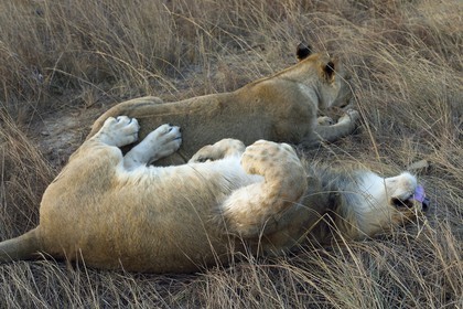 Zimbabwe, Midlands Province, Gweru, Antelope Park home to ALERT (African Lion and Environmental Research Trust), young lion and lioness (panthera leo)
