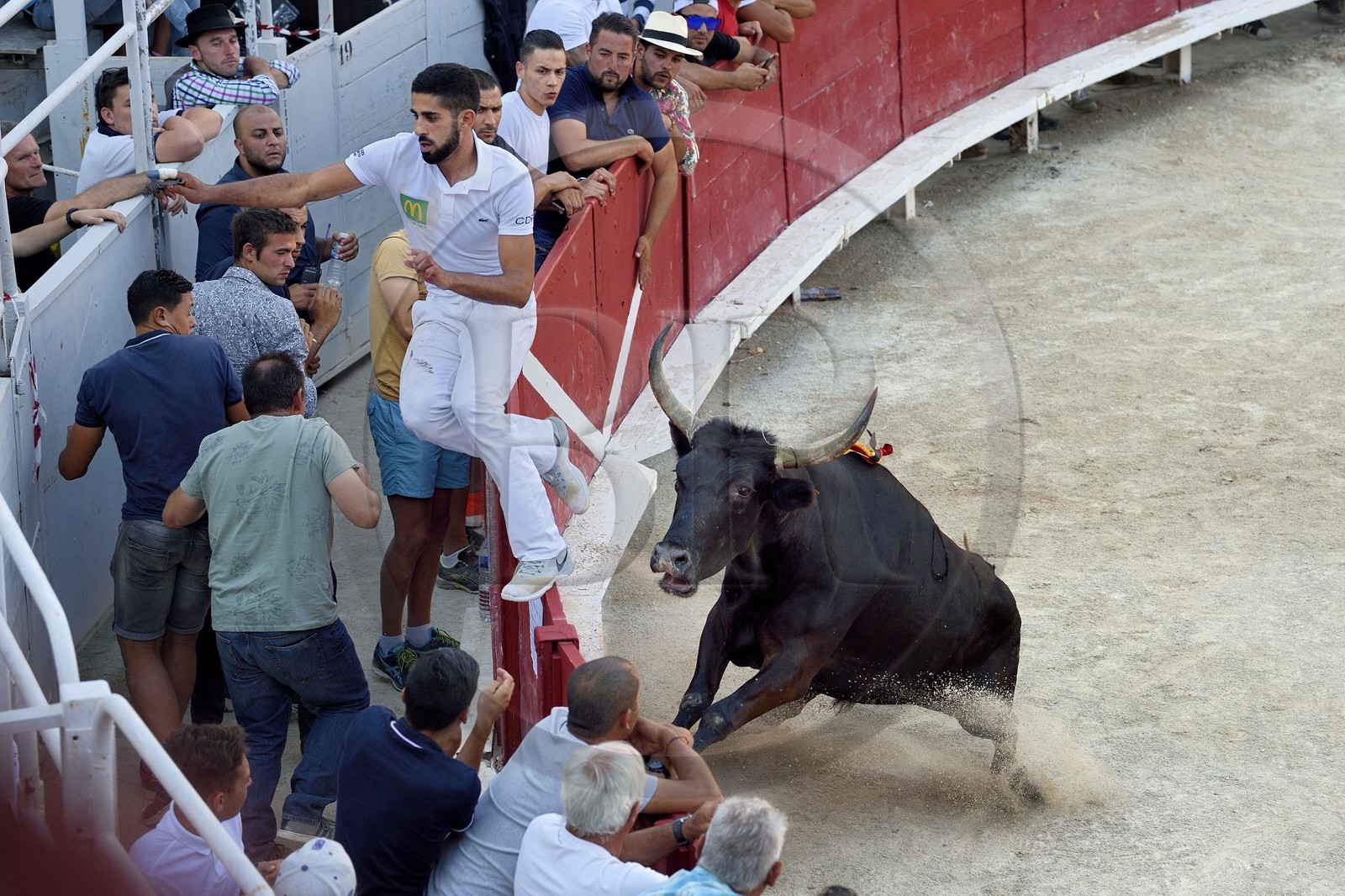 France, Bouches-du-Rhône (13), Arles, la course camarguaise  de la Cocarde d'Or aux Arènes, le raseteur Joachim Cadenas gagnant de l'édition 2017 France, Bouches-du-Rhône (13), Arles, la course camarguaise  de la Cocarde d'Or aux Arènes, le raseteur Joachim Cadenas gagnant de l'édition 2017