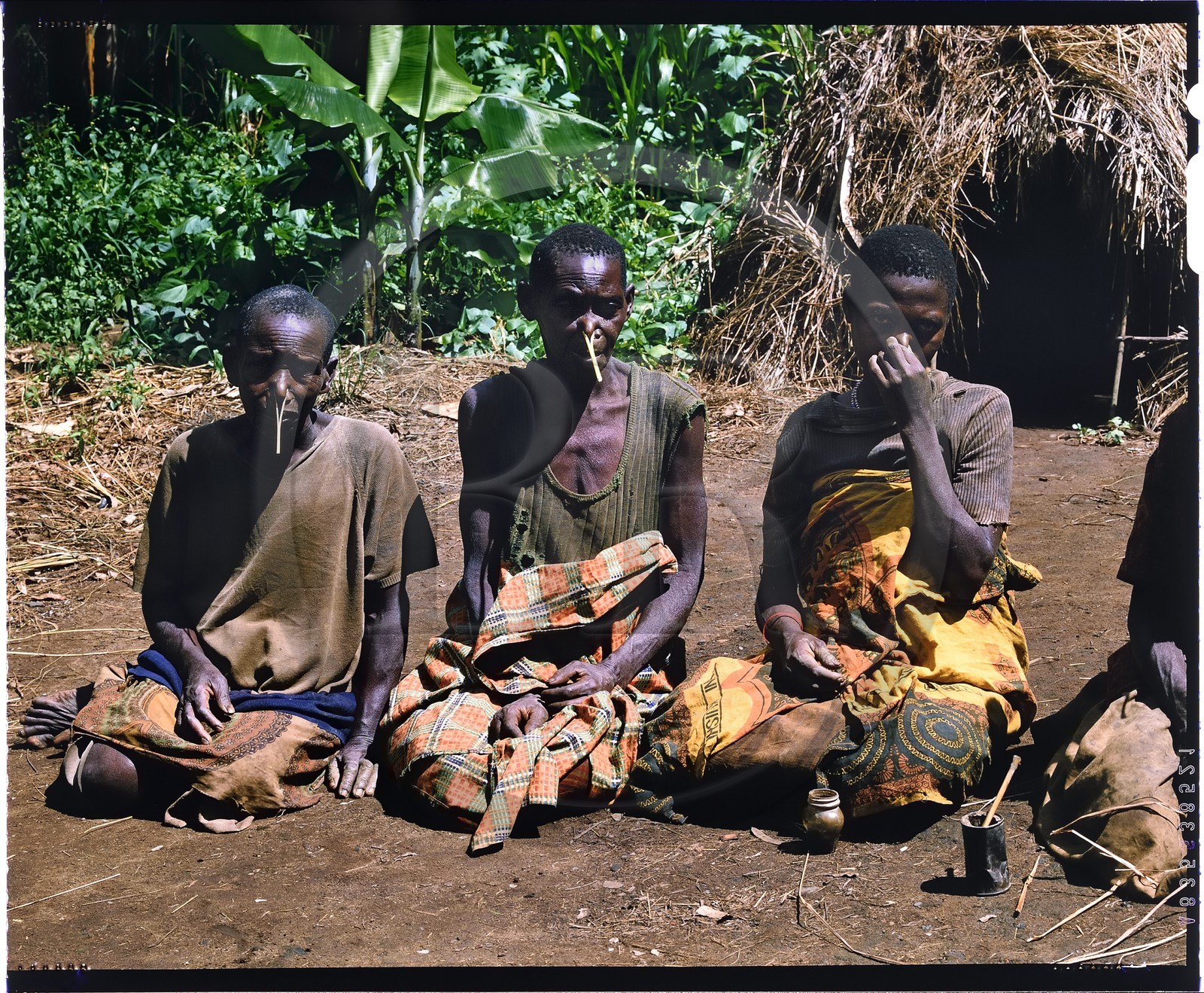 Burundi, province de Muyinga, Twa ou Batwa (pygmées) entrain de priser du tabac liquide, la prise est très typique du Burundi, le tabac liquide est versé dans la main et aspiré dans les deux narines, afin qu'il ne s'écoule pas, une pince rudimentaire est mise au bout du nez et quand l'effet s'est bien fait sentir, il reste à éliminer le produit, cet effet inélégant et l'introduction des cigarettes font que la prise est en régression rapide, en arrière plan on peut voir leur habitat très pauvre comme ici des cases en paille (reproduction plan-film inversible 4x5)