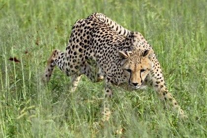 Namibia, Otjiwarongo, Cheetah Conservation Fund, research and education centre, cheetah (Acinonyx jubatus) trained to run to keep fit and healthy