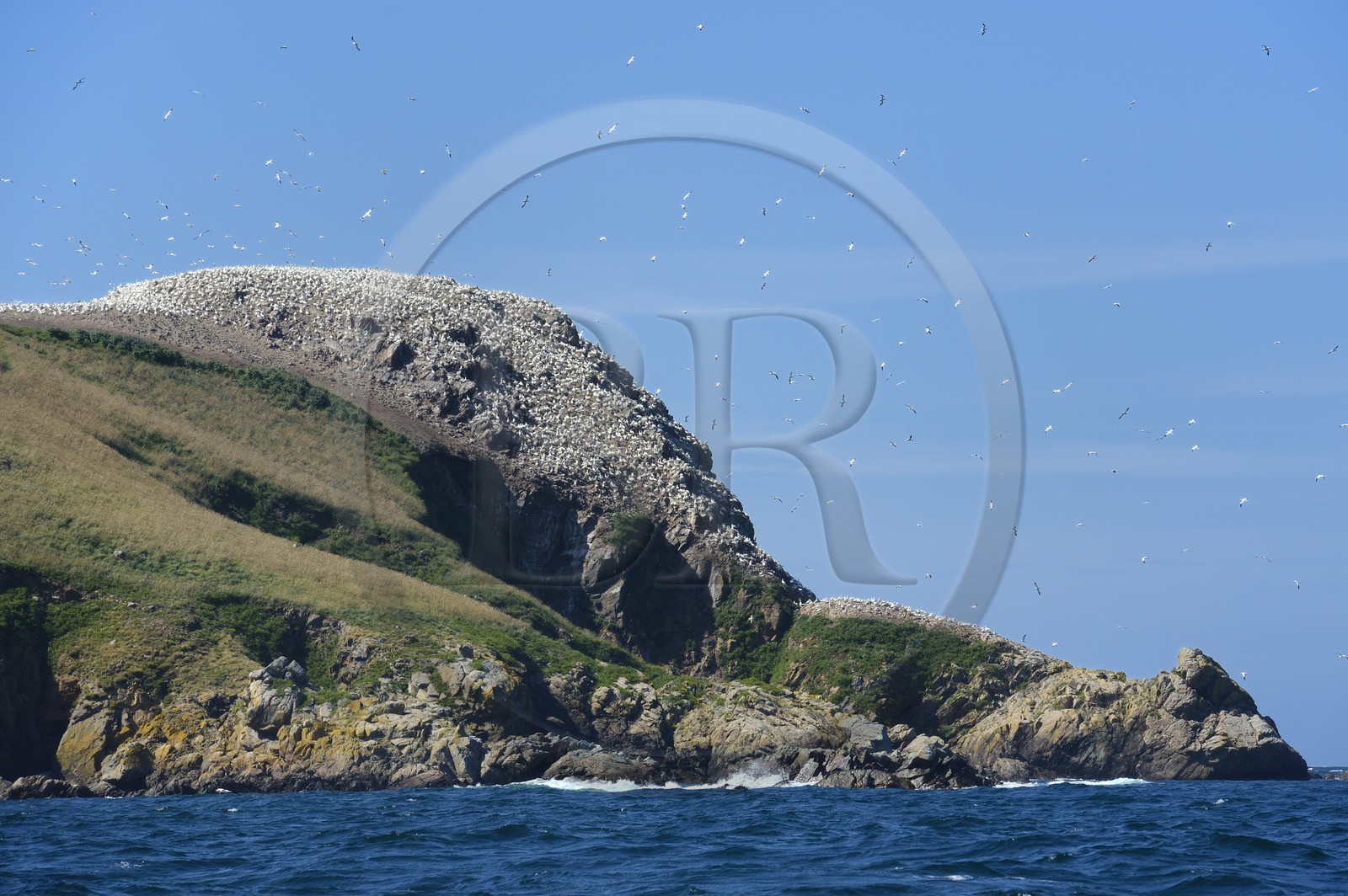 France, Côtes-d'Armor (22), Perros-Guirec, archipel et réserve ornithologique de Sept-Iles, Ile Rouzic, colonie de fous de Bassan (Morus bassanus)