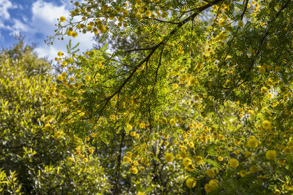 France, Alpes-Maritimes, Antibes, The Botanical Garden of Villa Thuret (attached to INRAE), labeled Jardin Remarquable (Outstanding Garden) and Remarkable Tree, Fragrant mimosa (Vachellia karroo), can be the tree of the future for our cities with its spreading habit and its resistance to heat