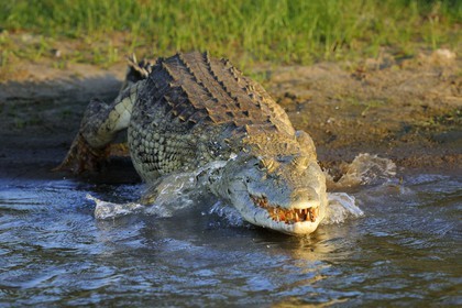 Tanzanie, Reserve de gibier de Selous une des plus grandes zones protégées au monde et inscrite sur la liste du patrimoine mondial de l’Unesco depuis 1982, crocodile du Nil (Crocodylus niloticus) sur le lac Nzerakera formé par la rivière Rufiji