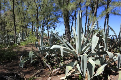 France, Ile de la Reunion, Cote Ouest, Etang-Salé les bains, Chocas bleus (Furcraea foetida) dans la foret de filaos jouxtant la plage