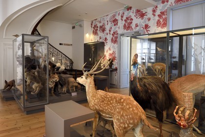 France, Charente-Maritime (17), La Rochelle, le Muséum d'histoire naturelle (muséum Lafaille), galerie de zoologie, salle des voyageurs naturalistes charentais